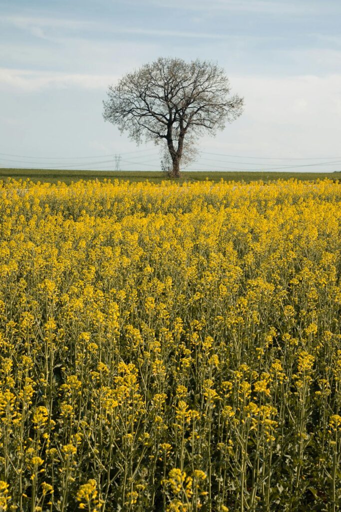 Huile vierge de colza artisanale - plantation